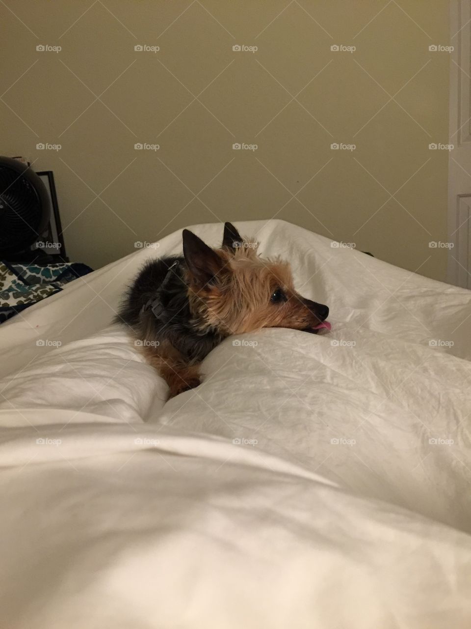 “I think I like this pillow, but boy does it move around a lot!” As the yorkie lays on my restless feet.