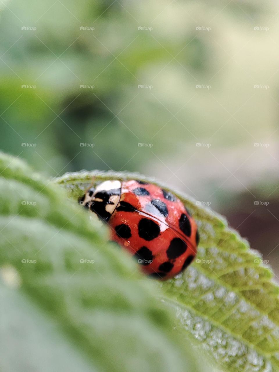 Ladybug on a leaf