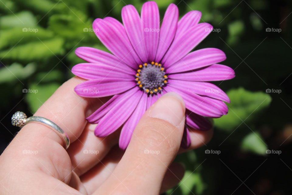 A purple daisy 