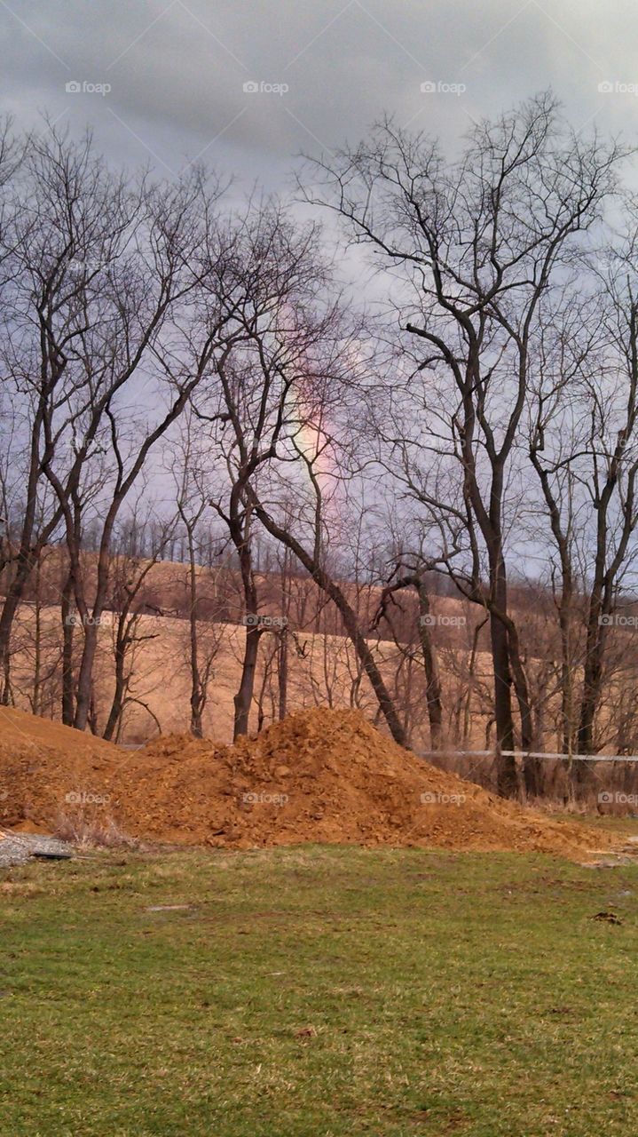 rainbow behind trees