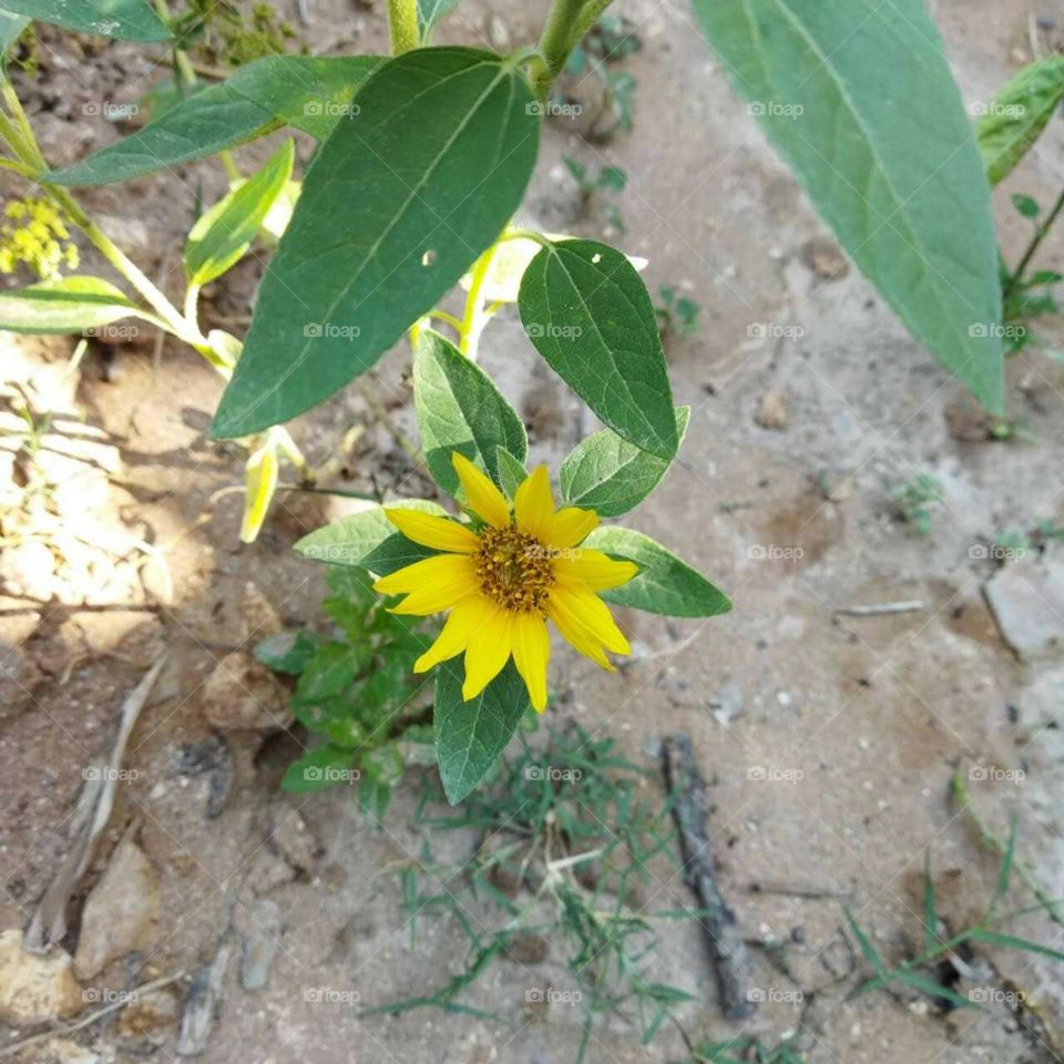 Beautiful sunflower