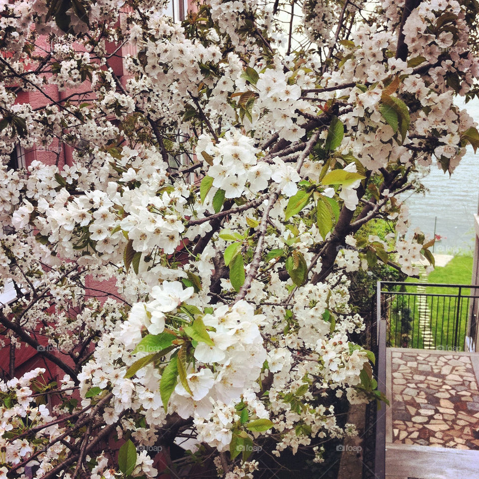 White cherry blossoms