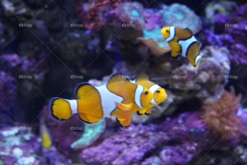 Fishes#yellow#colors#ocean