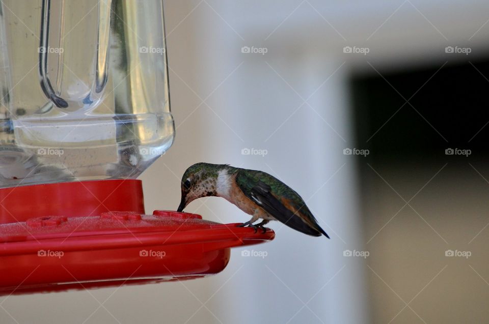 Feeding hummingbird