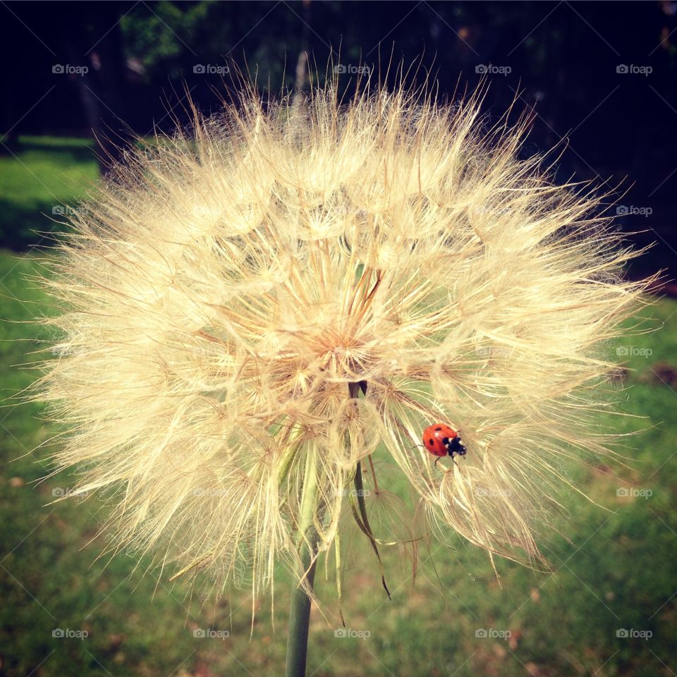 Large seed bloom and a lady bug. Wildflower 