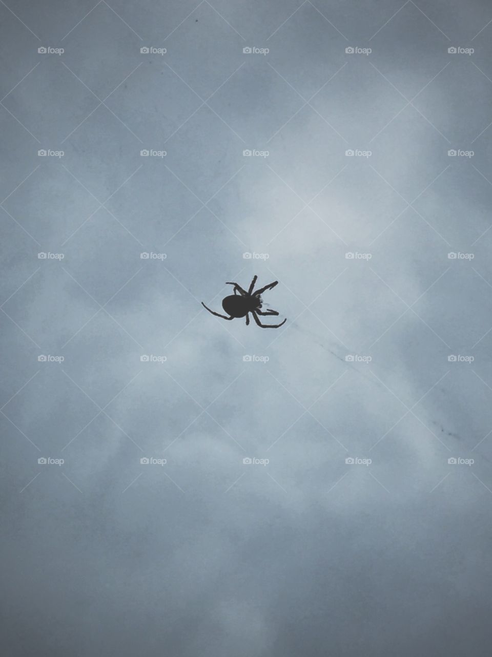 Along came a spider