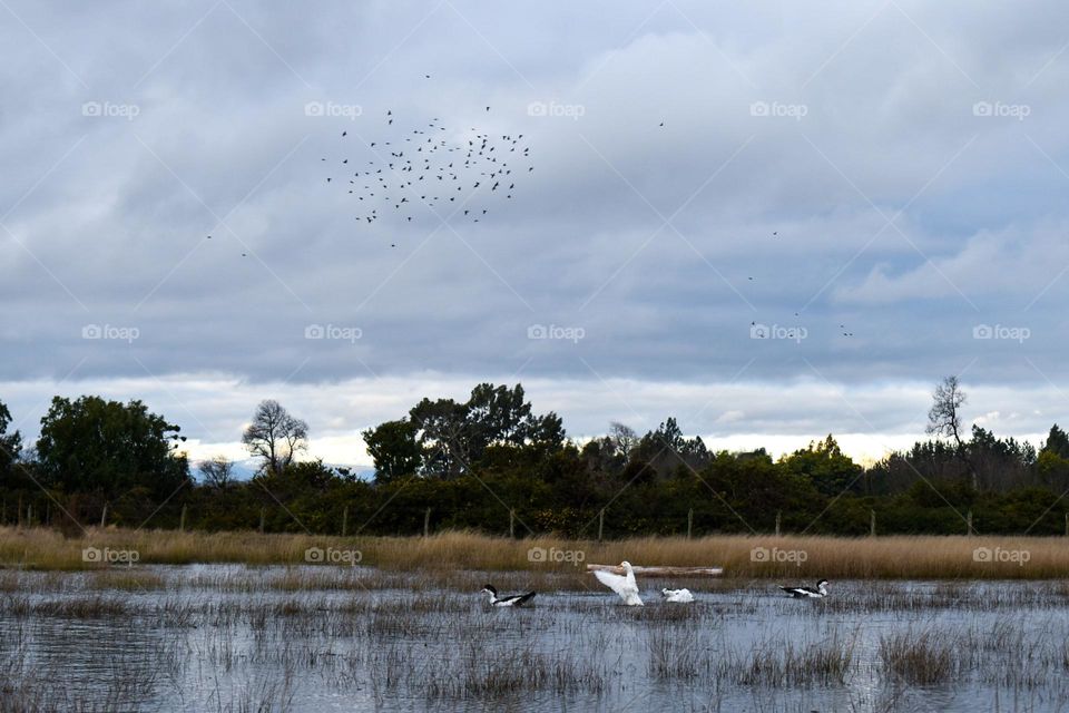 geese swimming in a lake while birds fly in the sky