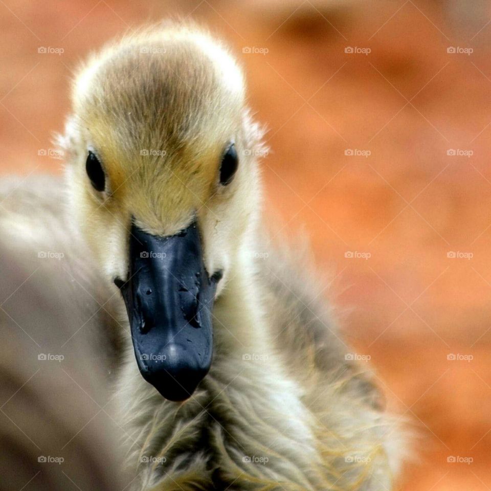 Gosling