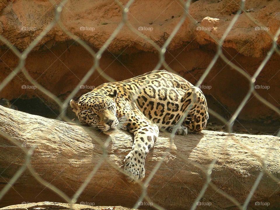 lepard