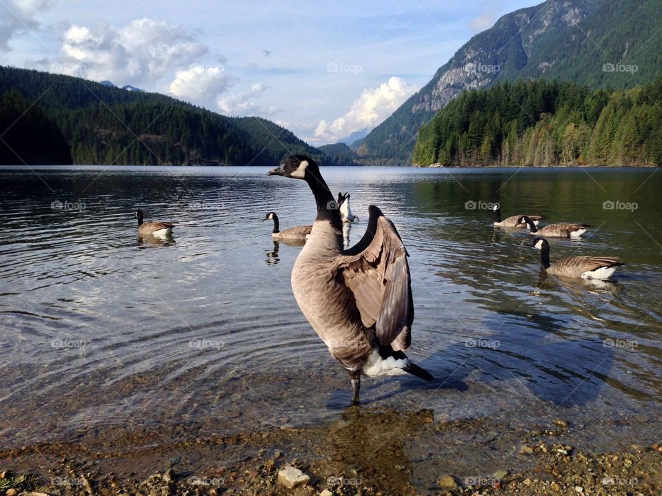 Canada Goose, Buntzen Lake, Anmore, BC. Preparing for takeoff