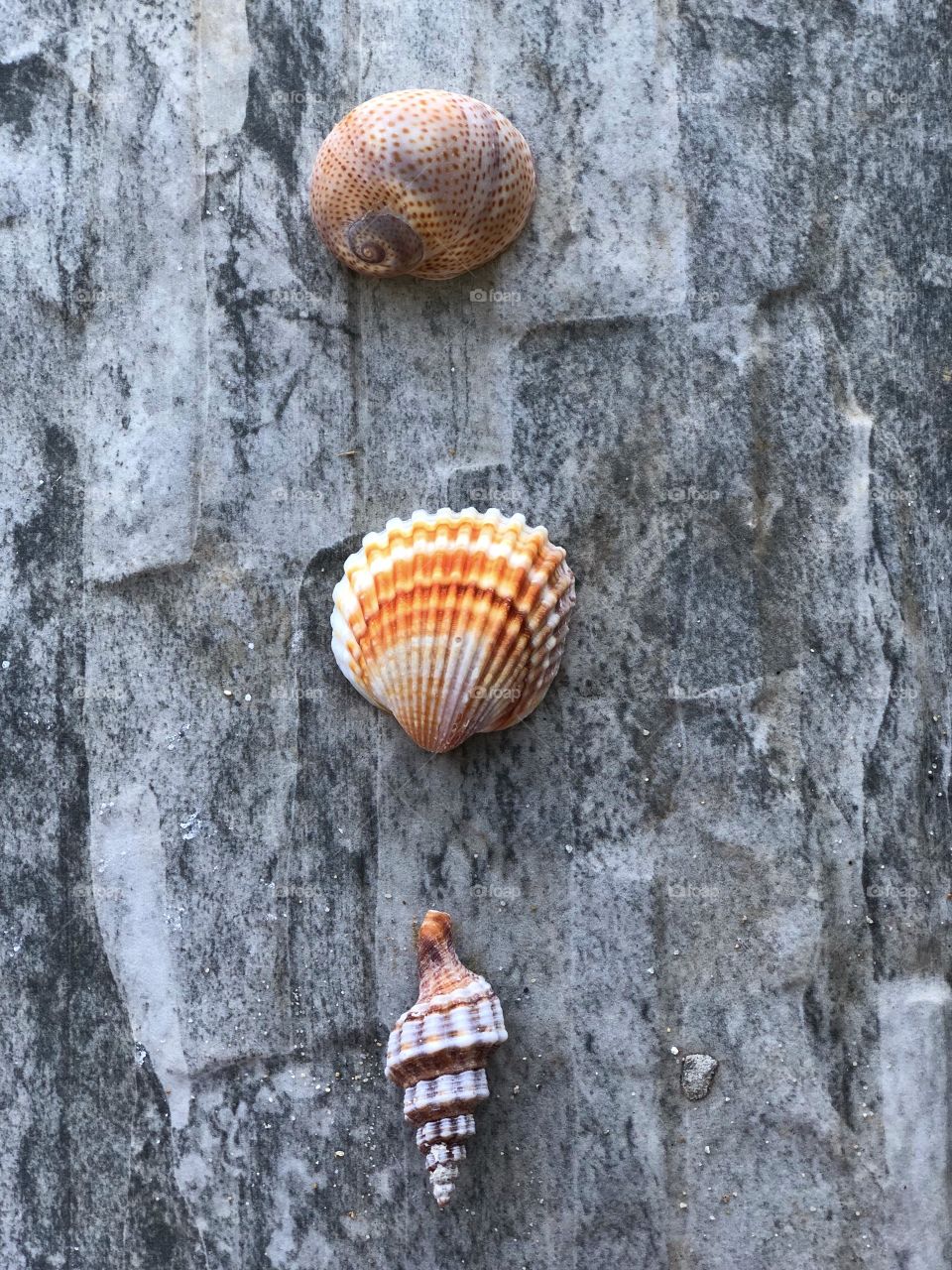 Shells 