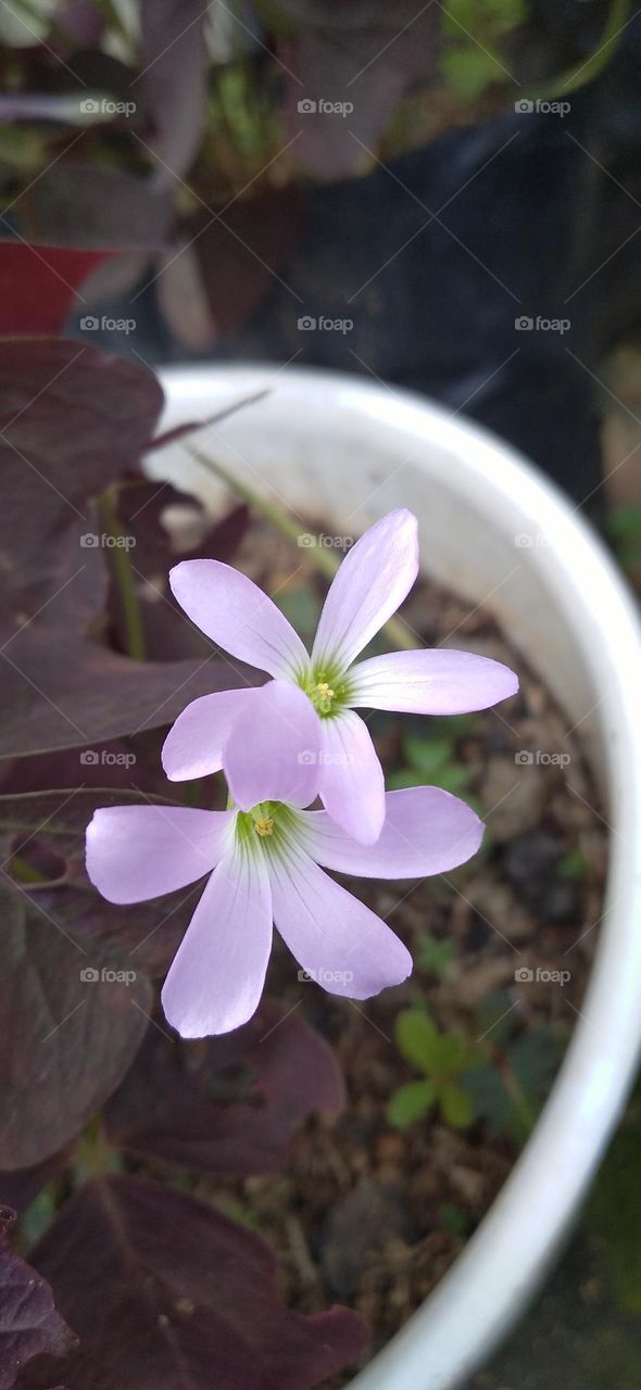 Butterfly flower is one of the ornamental plants that comes from the genus oxalis.
