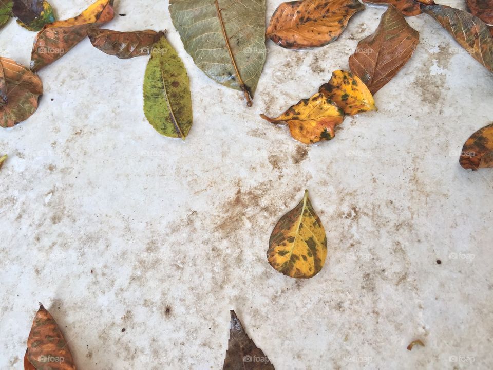 Autumn foliage after a rain