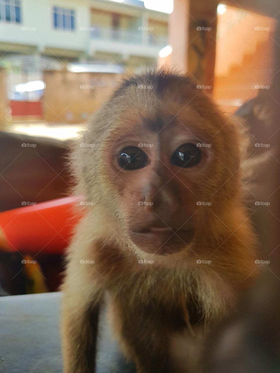 The cutest pets in the world