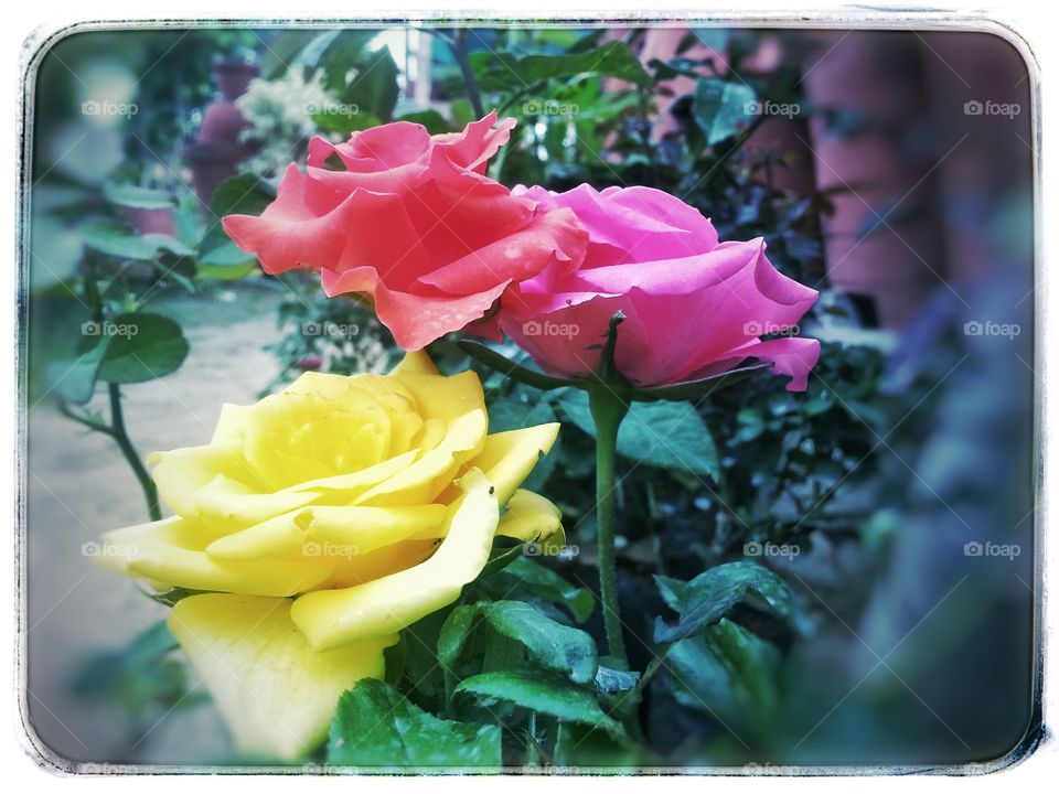 colours. flowers together 