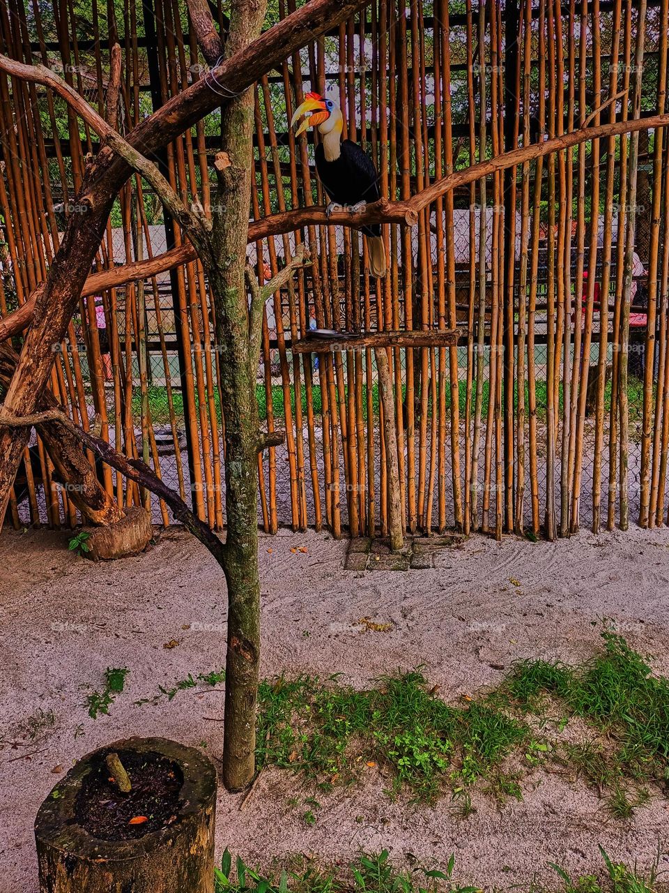 Wrinkled Hornbill (Aceros Corrugatus) It is a large bird with black feathers and the neck is bright yellow is indigenous to South East Asia, and lives in swamp areas and rainforests.