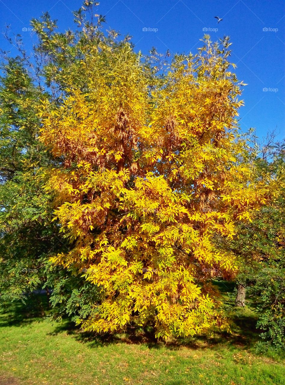 golden autumn tree золотое дерево осень
