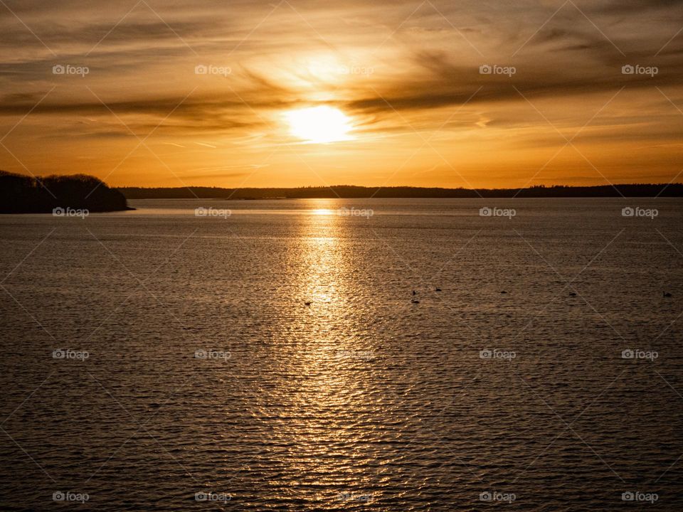 swans in the glow of the setting sun