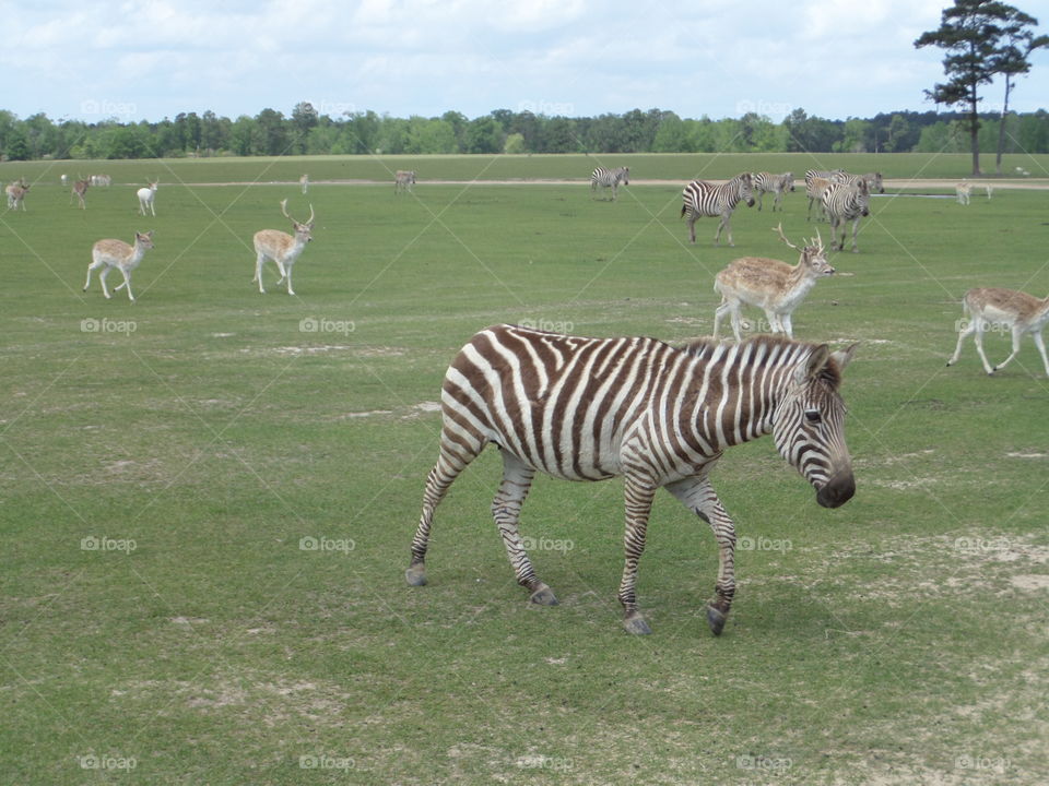 Large group of wild animals