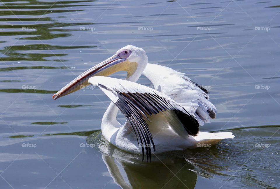 White pelican in the water