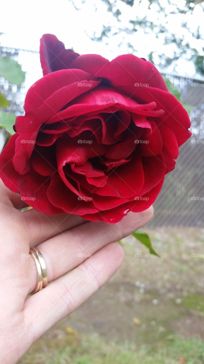 Couple's Rose