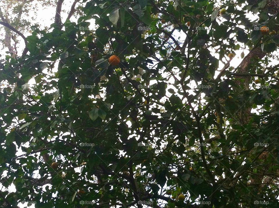 Wild Sour Oranges in the Trees