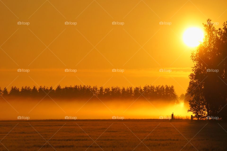 Fog over the fields