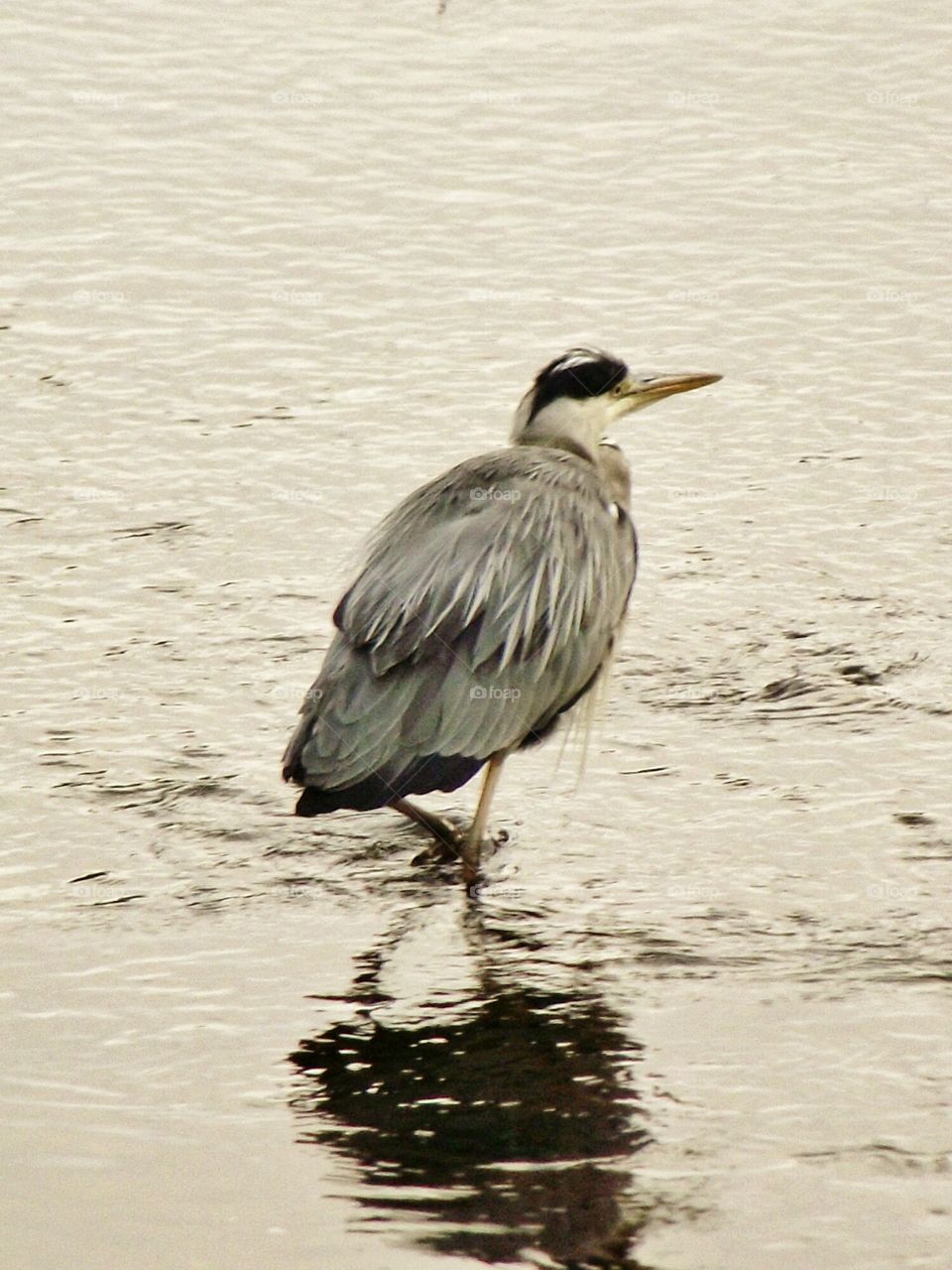 heron