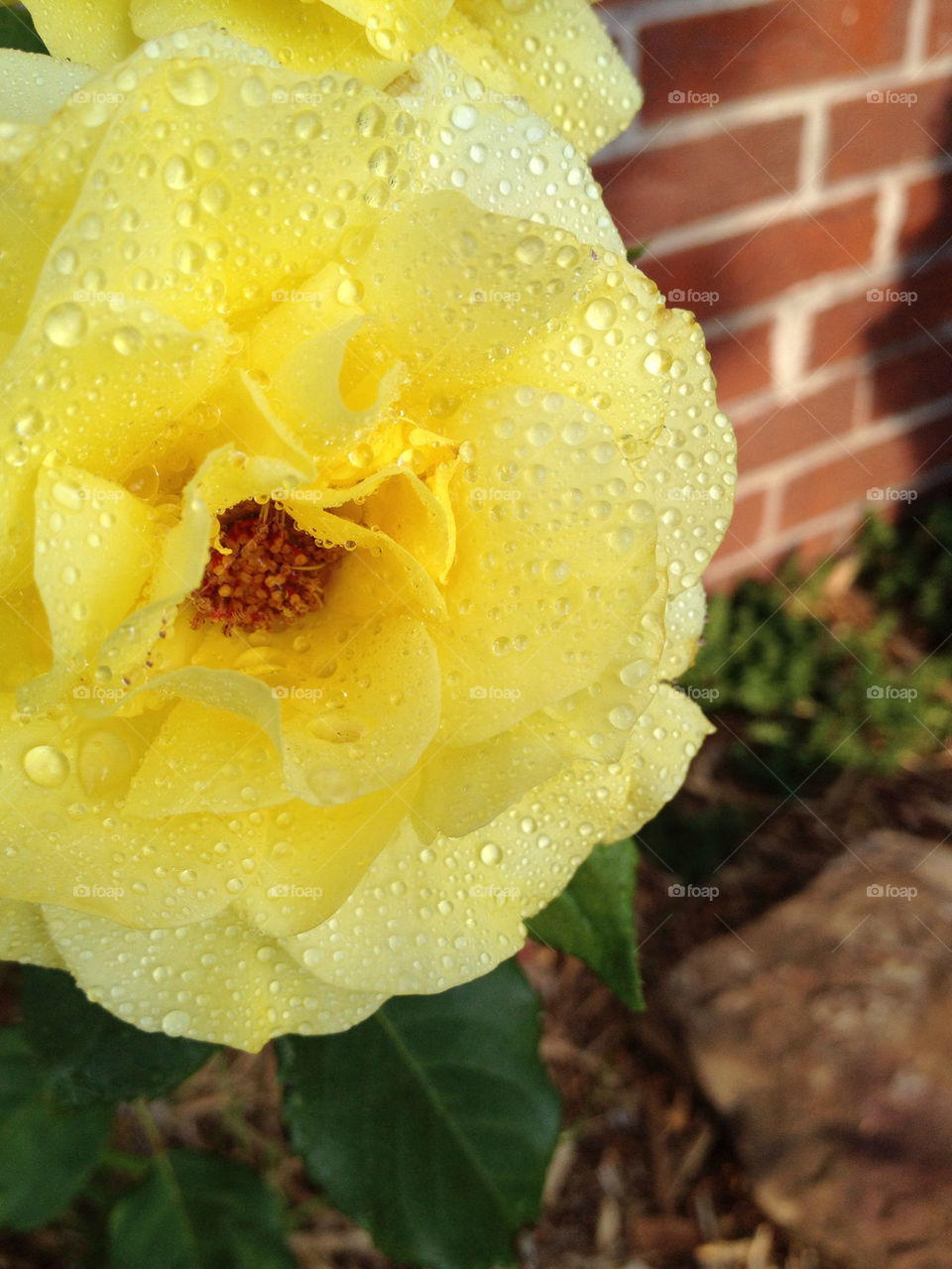 yellow flower sunny dew by bherna05