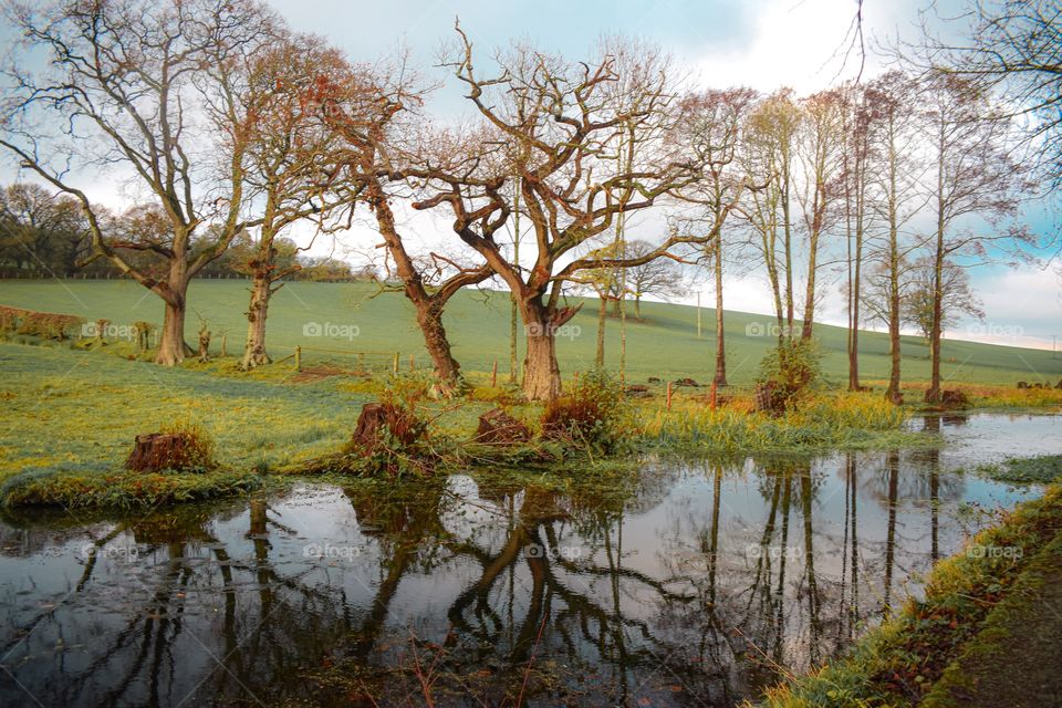 Reflection of trees in a canal, winter, Wales