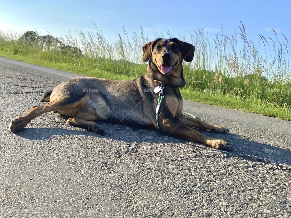Dog chilling on the street 