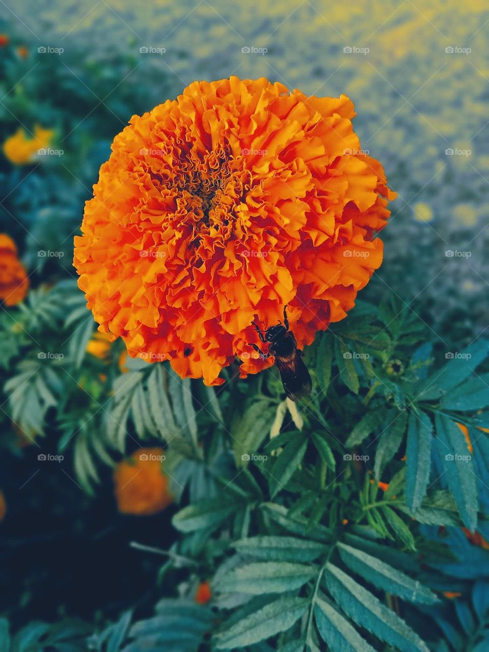 Marigold