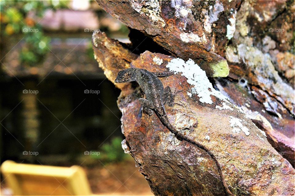 Lizard on Rock almost blends in