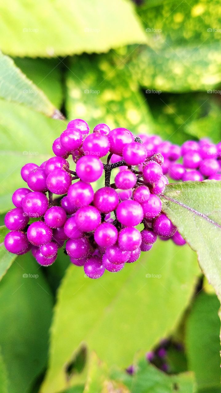 purple berrys