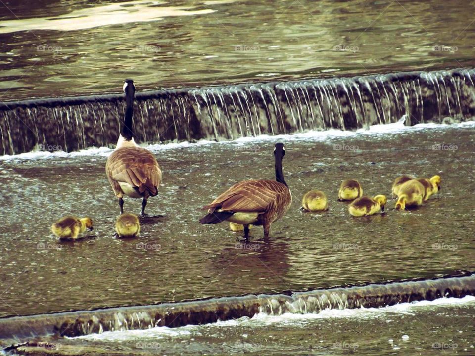 Ducks over the falls