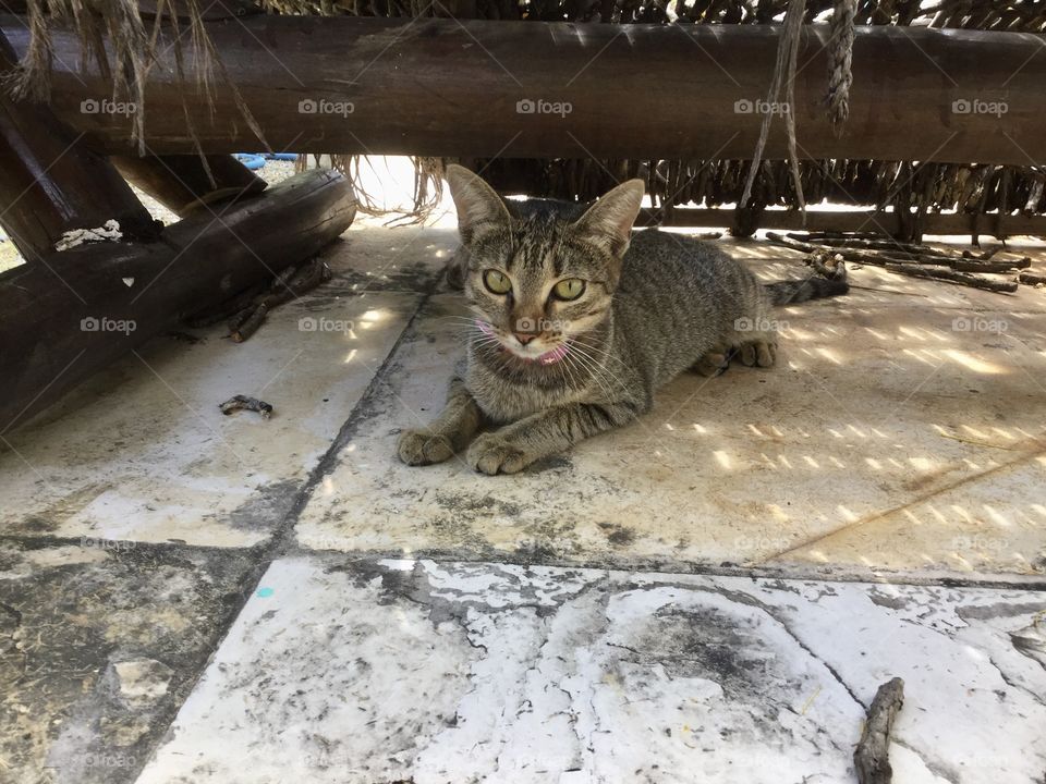 Cat under wood chair 