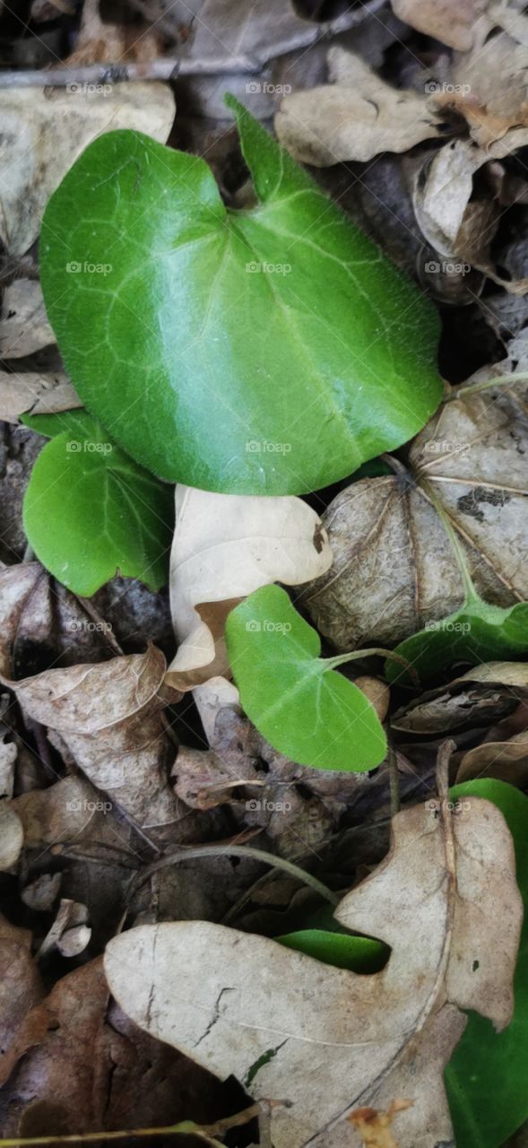 Autumn day nature view eco focus day part sun sunny travel Light reys trip form plant part shades shape beauty greens outdoor freedom happy happiness freedom view