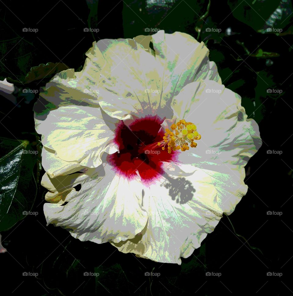 hibiscus