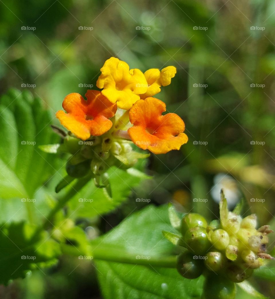 Nature, Flower, Flora, No Person, Leaf