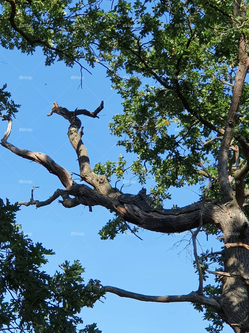 trees love