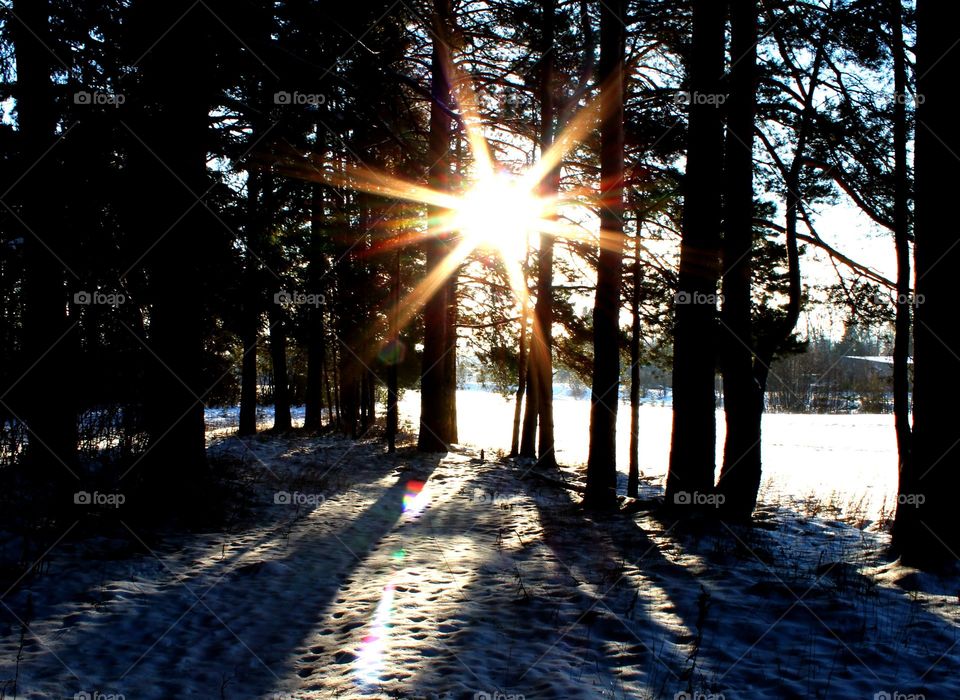 Light, Sun, Winter, Dawn, Landscape
