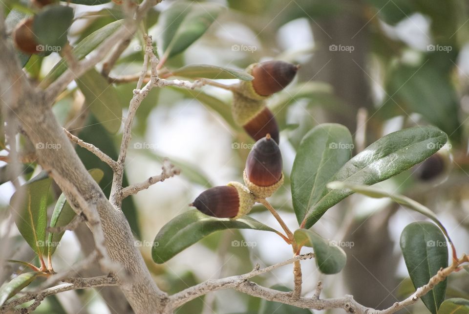 Acorns on a tree