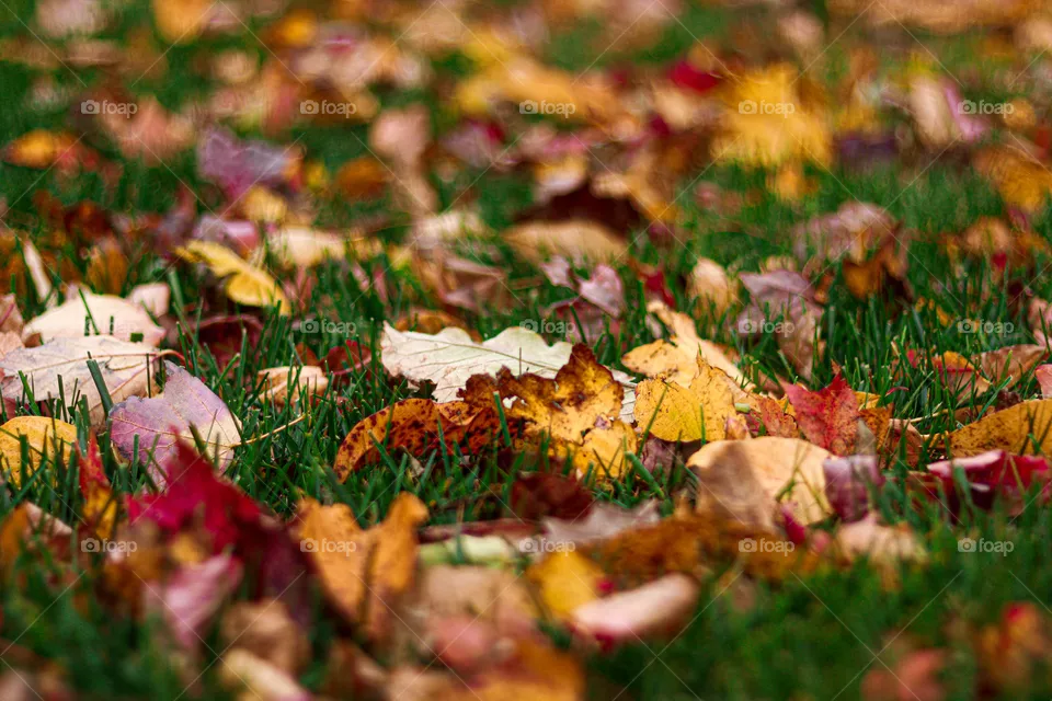 vibrant fall leaves