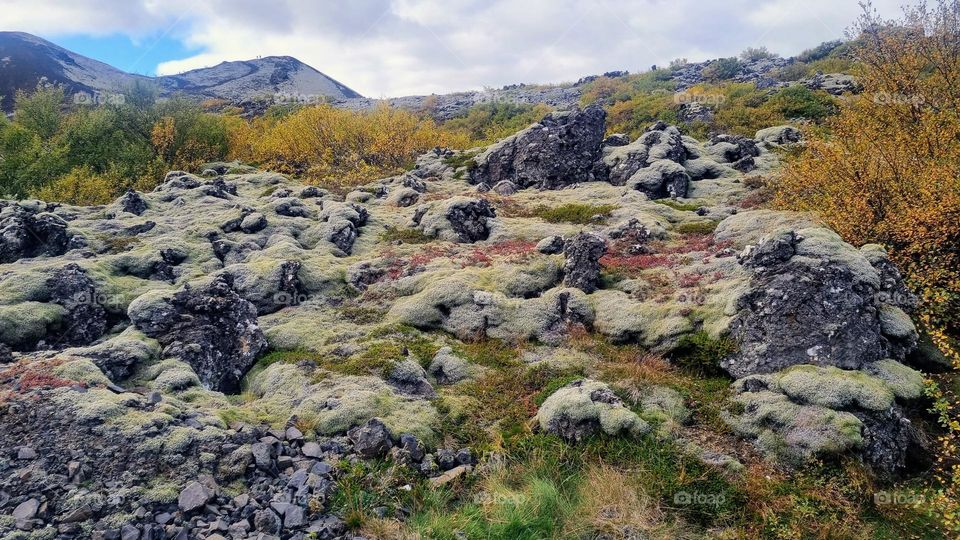 Old mossy lava field