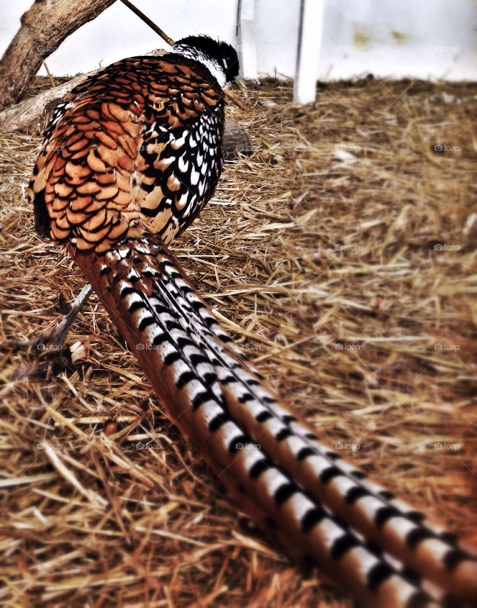 Pheasant