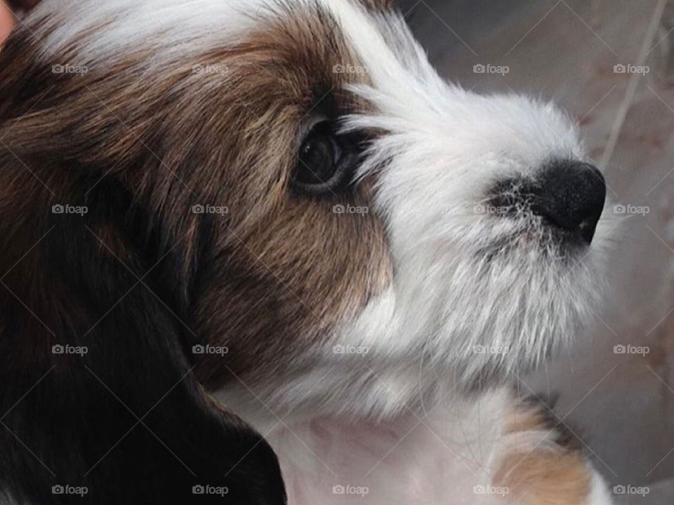 Luna, my Tibetan terrier, laying down after a long day, ready to go to sleep😴