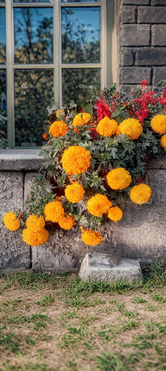 Marigold flowers in the garden