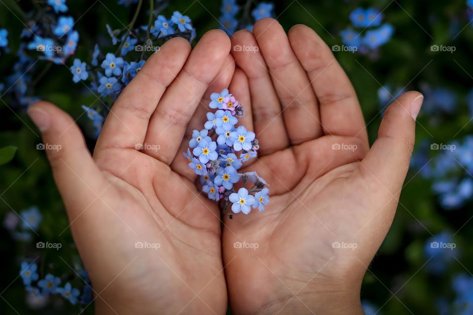 Child's hand is holding forget-me-nots flowers