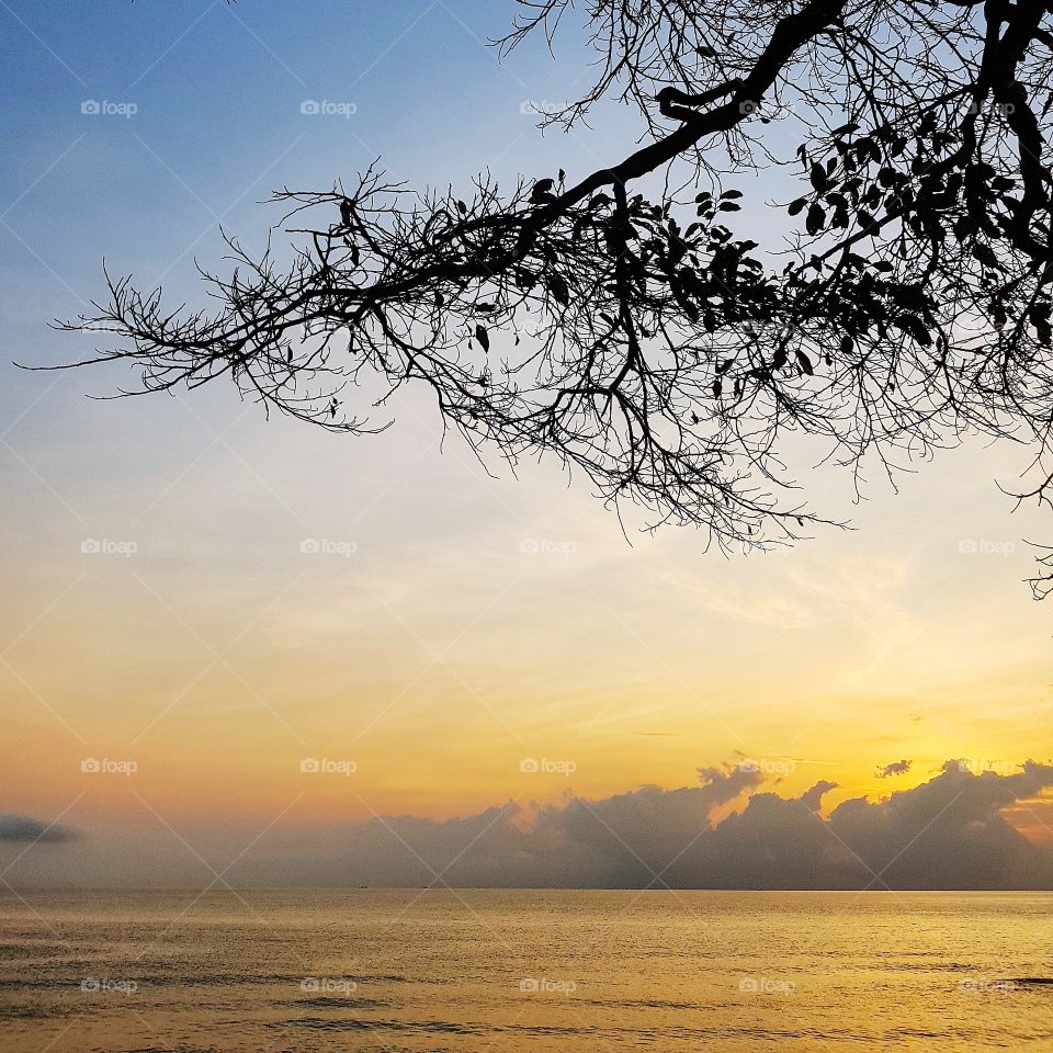 tree and sea when sunrise