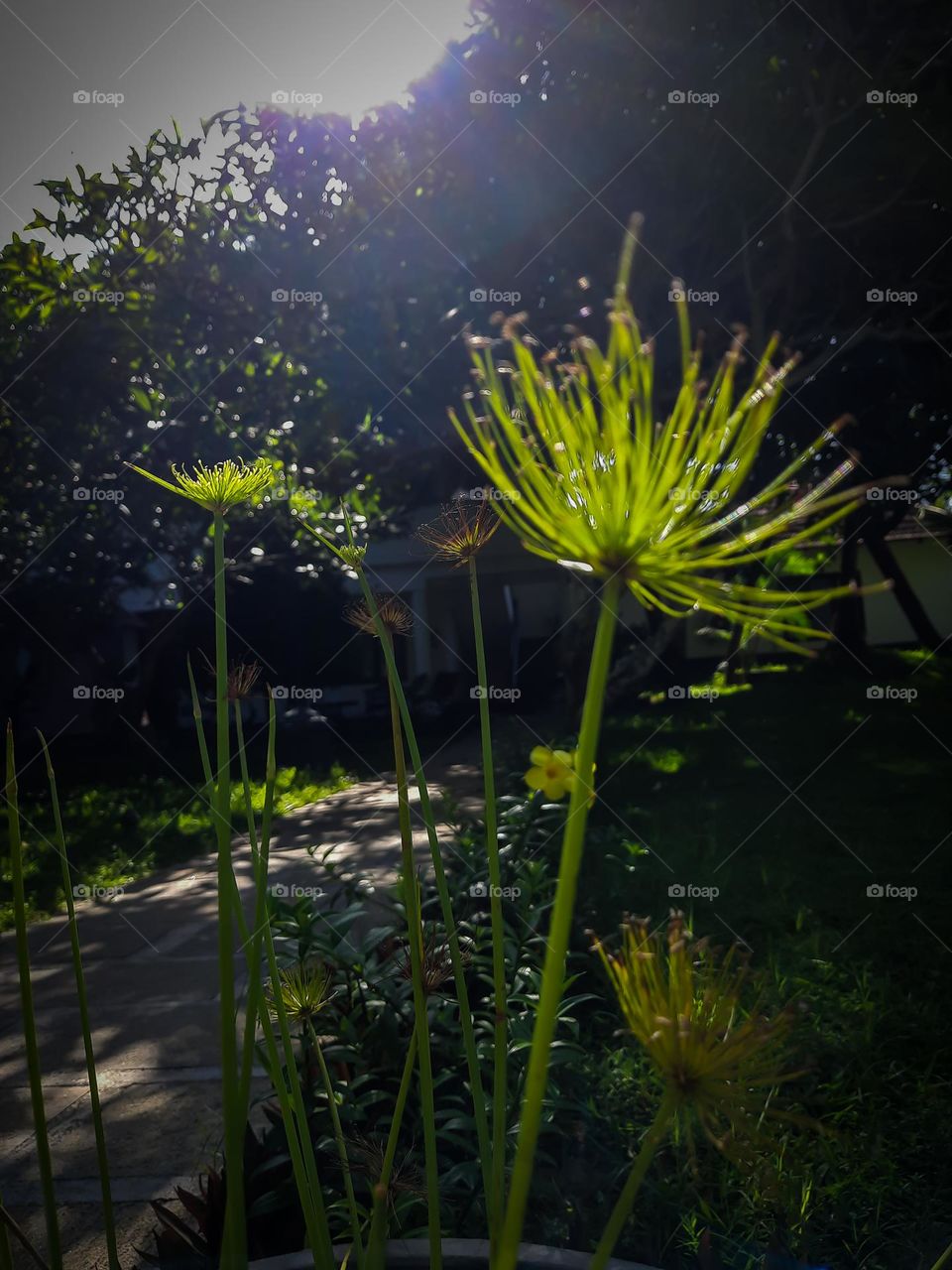 A flower during fall